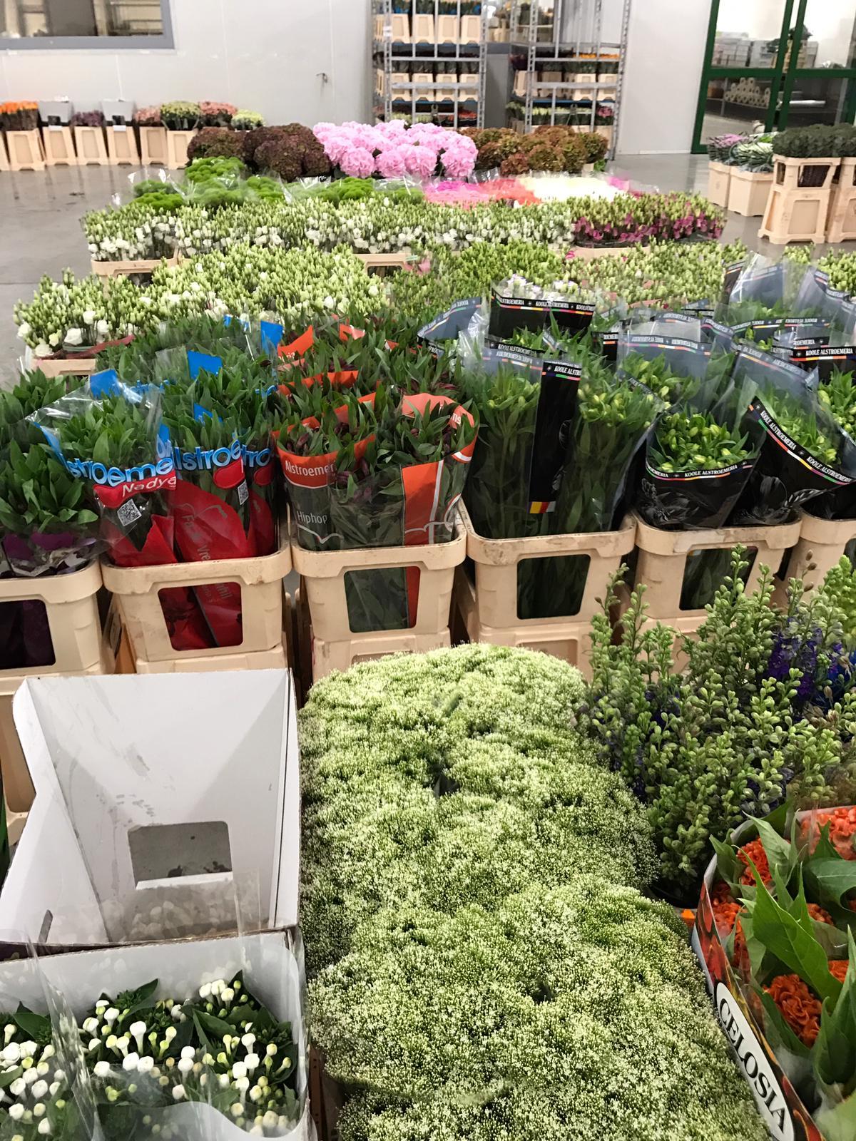 Fleur belgique grossiste