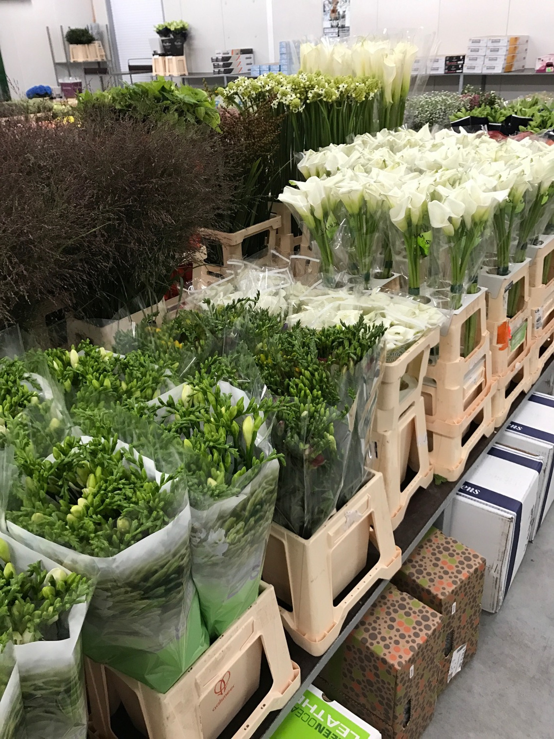TopFlora FLEURS COUPEES GROSSISTE IMPORTATION EXPORTATION FRANCE PAYS ...